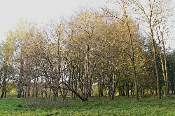 Arbres Nus Avec Sommets Ensoleillés Clairière Herbe Verte Bel Automne — Photo