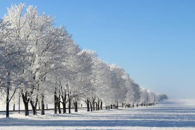 Beyaz kar, yol kenarındaki buzlu ağaçları kaplamıştı. Saha kenarındaki kar yağışı perspektifte, güneşli kış gününde güzel Avrupa kırsal manzarası açık mavi gökyüzü arka planında.