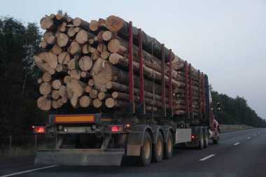 Amerikan yüklü kereste kamyonu, üç eksenli yarı karavan ile asfaltlanmış banliyö yolunda yaz akşamı gökyüzü ve ormanın arka planında tek yönlü yol, ormancılık endüstrisi ahşap taşımacılığı.