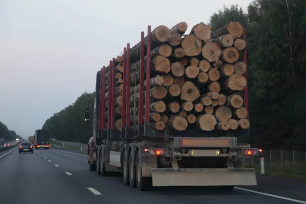 American loaded timber truck with three-axle semi trailer drive on asphalted suburban highway road at summer evening on sky and forest background back view, forestry industry lumber transportation