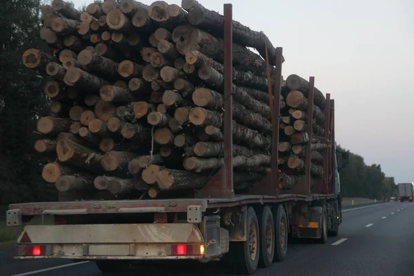 Loaded timber truck with three-axle semi trailer drive on asphalted suburban one way road at summer evening on sky and forest background back view, forestry industry lumber transportation