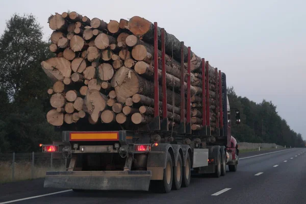 American loaded wood truck with three-axle semi trailer drive on asphalted suburban one way road at summer evening on sky and forest background back view, forestry industry lumber transportation