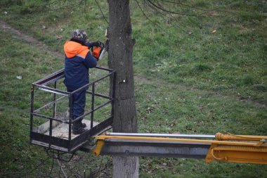 Ağaç kesen bir bahçıvan, bir sonbahar günü vinç sepetinden koruyucu bir başlık takmadan bir parkta ağaç dallarını testereyle kesiyor.