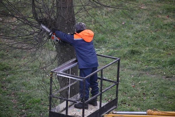 Садовник Лесоруб Видит Ветки Деревьев Парке Бензопилой Защитной Одежды Крана — стоковое фото