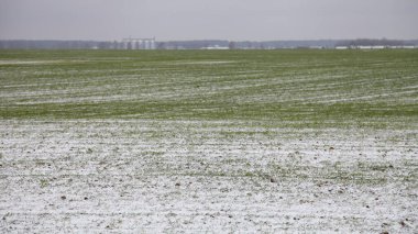 Kış günü ufukta görünen tarım binalarında yeşil çimen filizleri olan karlı ekili tarlalar - kış ekinleri, Avrupa çiftçiliği, tarım