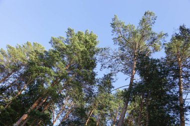Güneşli yaz gününde açık mavi gökyüzü arkaplanına bakıldığında en tepedeki çam ağaçları çevre, Rus doğası, temiz hava ile ekolojik orman manzarası