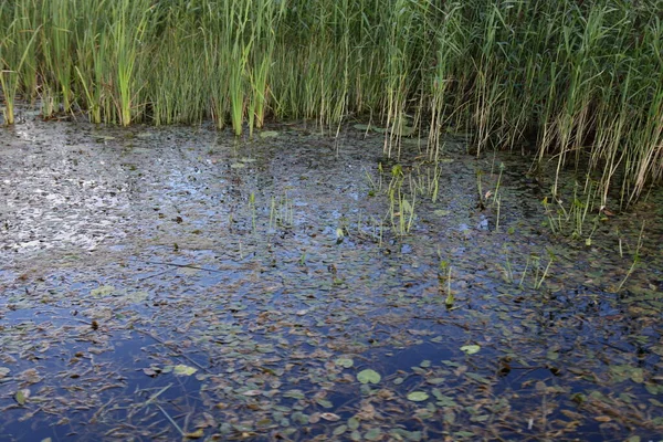 Grünes Gras Ruhigen Wasser Aus Nächster Nähe Sumpfiges Flussufer Sommertagen — Stockfoto