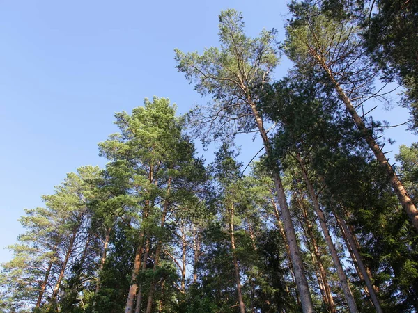 Prachtige Dennenbomen Bovenin Uitzicht Perspectief Helderblauwe Lucht Achtergrond Zonnige Zomerdag — Stockfoto