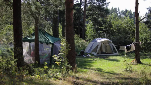 Tenda Campeggio Turistico Radura Erba Verde Tra Pini Nella Foresta — Foto Stock