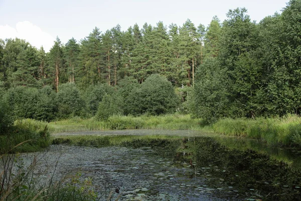 Hermoso Pantano Pequeño Río Bosque Cubierto Hierba Verde Día Verano — Foto de Stock