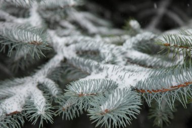 Bir kürk ağacının yeşil karlı dalları, yakın plan dokusu