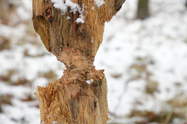 Gnawed Árvore Podre Danificado Floresta Inverno Comido Por Castores Tronco — Fotografia de Stock