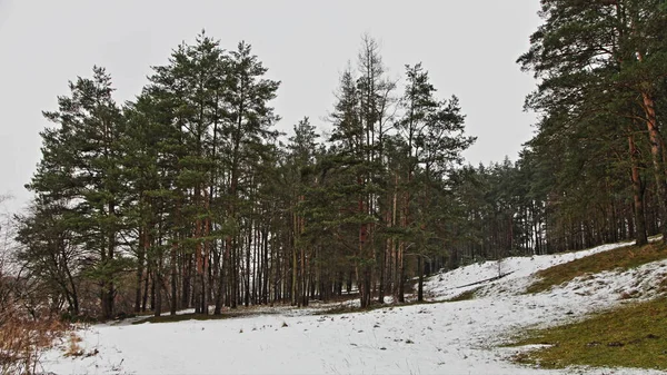 Evergreen Tallskog Kulle Nära Vit Snö Täckt Grön Gräsbevuxen Glänta — Stockfoto
