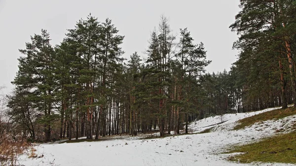 Evergreen Pine Forest Hill White Snow Covered Green Grassy Glade — Stock Photo, Image