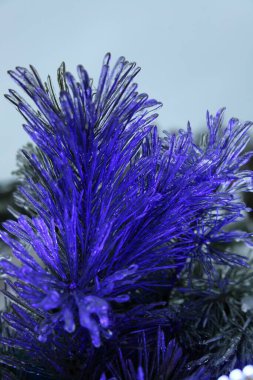 Güzel mavi ışıklı çam ağacı dalları bir kış günü dondurucu yağmurun ardından yakın plan.