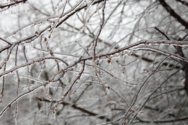 Piękne Pokryte Lodem Gałęzie Drzew Bliska Mroźnym Deszczu Zimowy Dzień — Zdjęcie stockowe