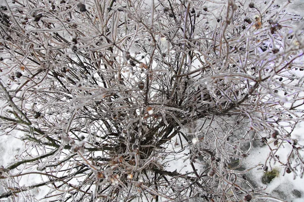Piękne Pokryte Lodem Gałęzie Dzikiej Róży Mroźnym Deszczu Zimowy Dzień — Zdjęcie stockowe