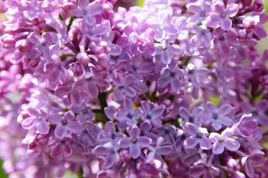 Güzel, taze, pembe kadife çiçekleri arka plan için Sunny Spring Day desenini kapatın.