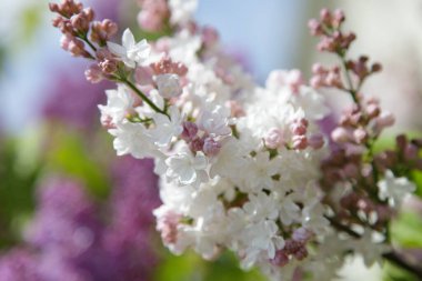Güneşli bahar gününde Bahçe 'de yeşil yaprakların üzerinde çiçek açan güzel, pembe kadife rengi kadife çiçekler.