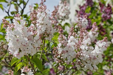 Güzel, doğal, taze, pembe kadife çiçekleri baharda bahçede.