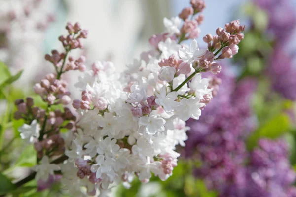 緑の葉の上に春の日に庭に花と自然の開花新鮮な白いピンクのベルベットライラックの枝背景 — ストック写真