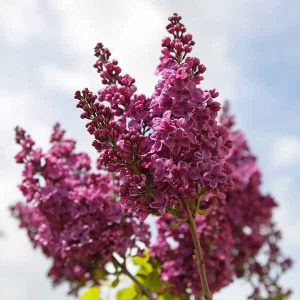 Floraison Naturelle Fleurs Lilas Velours Violet Frais Sur Branche Gros — Photo