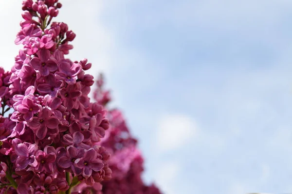 Floraison Naturelle Fleurs Lilas Velours Violet Frais Sur Branche Gros — Photo