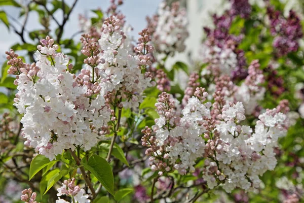 Belle Floraison Naturelle Fleurs Lilas Velours Rose Blanc Frais Dans — Photo