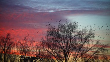 Donmuş sabah masmavi gökyüzünde çıplak ağaç siluetleri soğuk kış gündoğumu üzerinde pembe bulutlar güzel açık hava manzarası