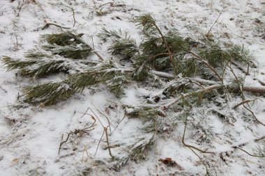 Kışın Avrupa Parkı 'nda karla kaplı çam ağacı dalları