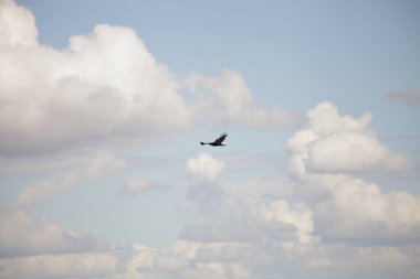 Mavi gökyüzünde beyaz bulutlu uçan bir şahin.