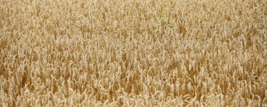 Yaz günü kulakları olan altın sarısı kuru buğday tarlası, doğal arka plan dokusu.