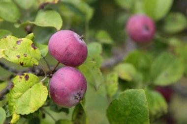 Elma ağacının dalında yeşil yapraklı olgun kırmızı elmalar yaz günü kapanıyor, taze ev yapımı sebzeler, kırsal alanda sağlıklı yiyecekler yetiştiriliyor.