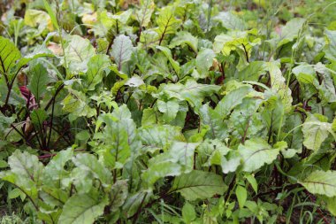 Yaz gününde pancar yatağı, pancar yetiştirme, Avrupa 'da tarım