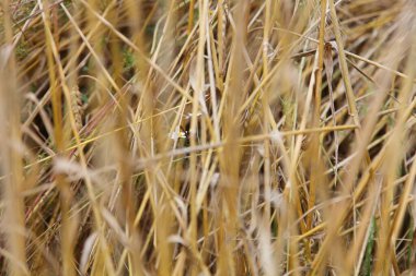 Altın sarısı buğday, yaz günü tarlada saplanır, kuru saman arkaplan dokusu