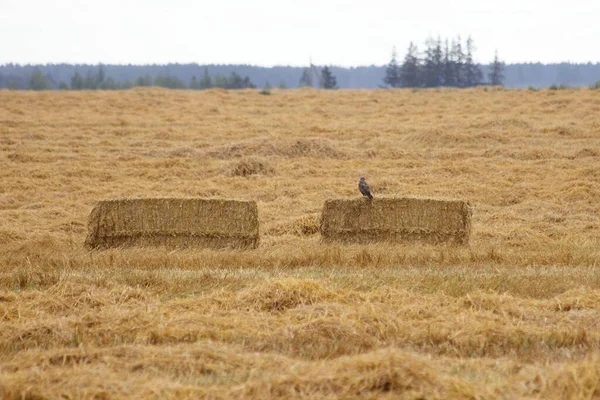 Dry hay in square bales with hawk bird on harvested yellow field against the forest on the horizon at summer day - rural landscape, harvesting, fodder