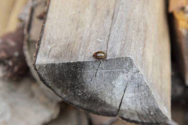 Yakacak odununda polato böceği, zirai böcek