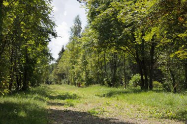 Sunny yaz gününde ormanda yol yolu, Park 'ta çevre turizmi, Avrupa' nın doğal manzarası