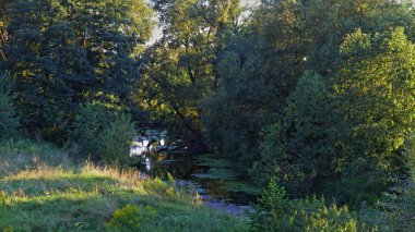 Karanlık bir yaz akşamında yeşil çimlerle kaplanmış güzel bataklık küçük orman nehri kıyılardaki yeşil orman ağaçlarının arka planına karşı, orta Rus doğal manzarası.