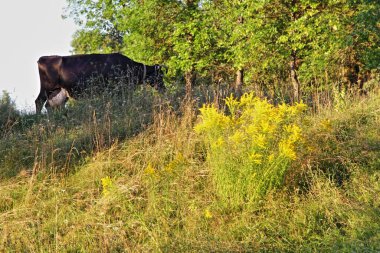 Güneşli yaz gününde yeşil çimen tepesinde bir siyah inek, Rus tarım arazisi.