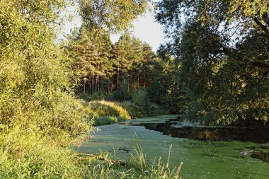 Güneşli bir yaz gününde yeşil çimlerle kaplanmış güzel bataklık küçük orman nehri kıyılardaki yeşil orman ağaçlarının arka planına karşı, Doğu Avrupa doğal manzarası