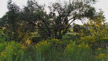 Yeşil çayır üzerindeki sarı çiçekler ve yaz akşamları kırık ağaçlar, Avrupa doğal manzarası