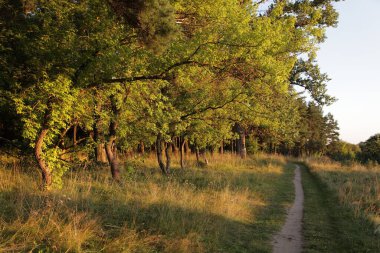 Rus çam ormanının kıyısındaki ağaçların yanındaki kır yolu. Yaz günü tarlanın yanındaki park. Doğal manzara.