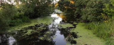 Güzel bataklık küçük orman nehri bir yaz günü yeşil çimlerle kaplanmış yeşil orman ağaçlarının arka planına karşı kıyılarda, orta Rus doğal manzarası