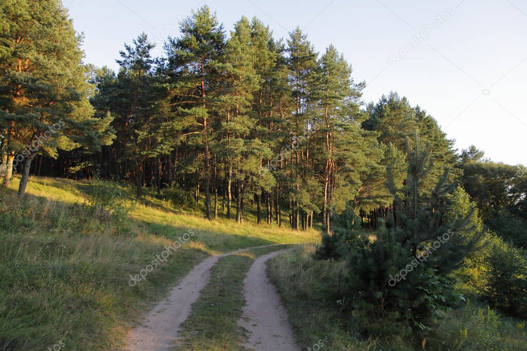 Country road on the grass glade near green hill on the edge of a East European pine forest Park on a summer evening, natural landscape