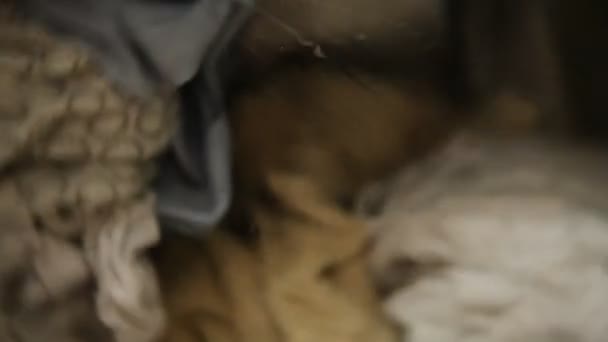 Pencucian Campuran Pakaian Kabur Mesin Cuci Yang Dimuat Depan Dapat — Stok Video