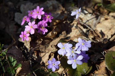 Ormandaki kahverengi yaprakların arka planında taze pembe ve leylak rengi kar damlaları, güneşli bir bahar gününde Avrupa 'nın ilk yabani çiçekleri.