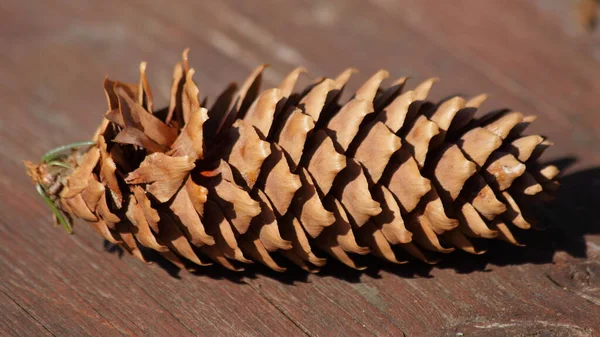 Sluiten Een Bruine Droge Sparren Kegel Met Sporen Van Eekhoorntanden — Stockfoto