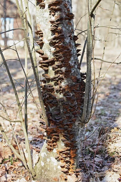 Monte Cogumelos Chaga Tronco Árvore Velha Latido Dia Primavera Ensolarado — Fotografia de Stock