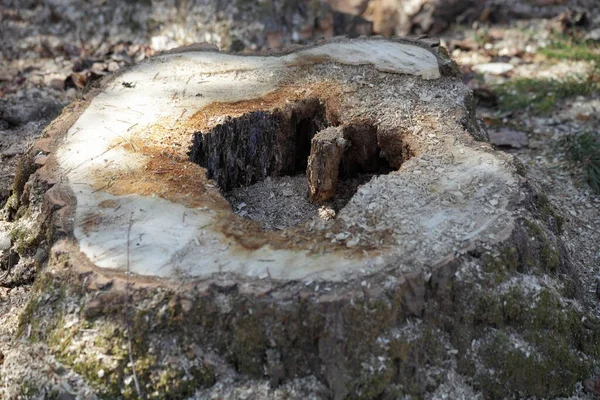 Tronco Árvore Serrada Com Núcleo Podre Closeup Prevenção Doenças Florestais — Fotografia de Stock